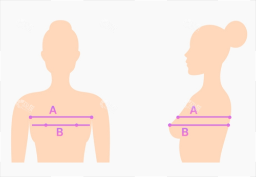 胸部尺寸示例图